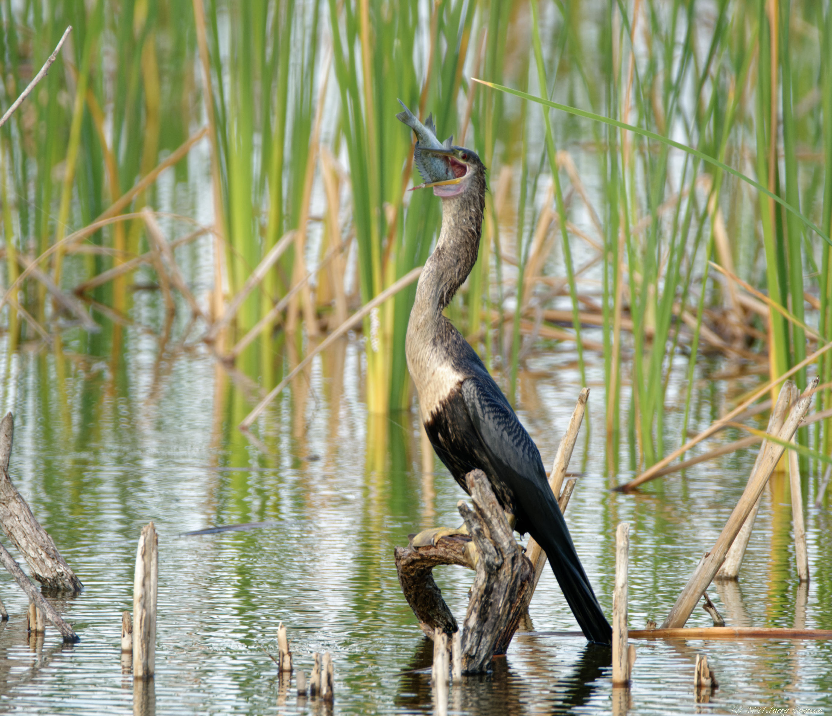 Anhinga eating fish