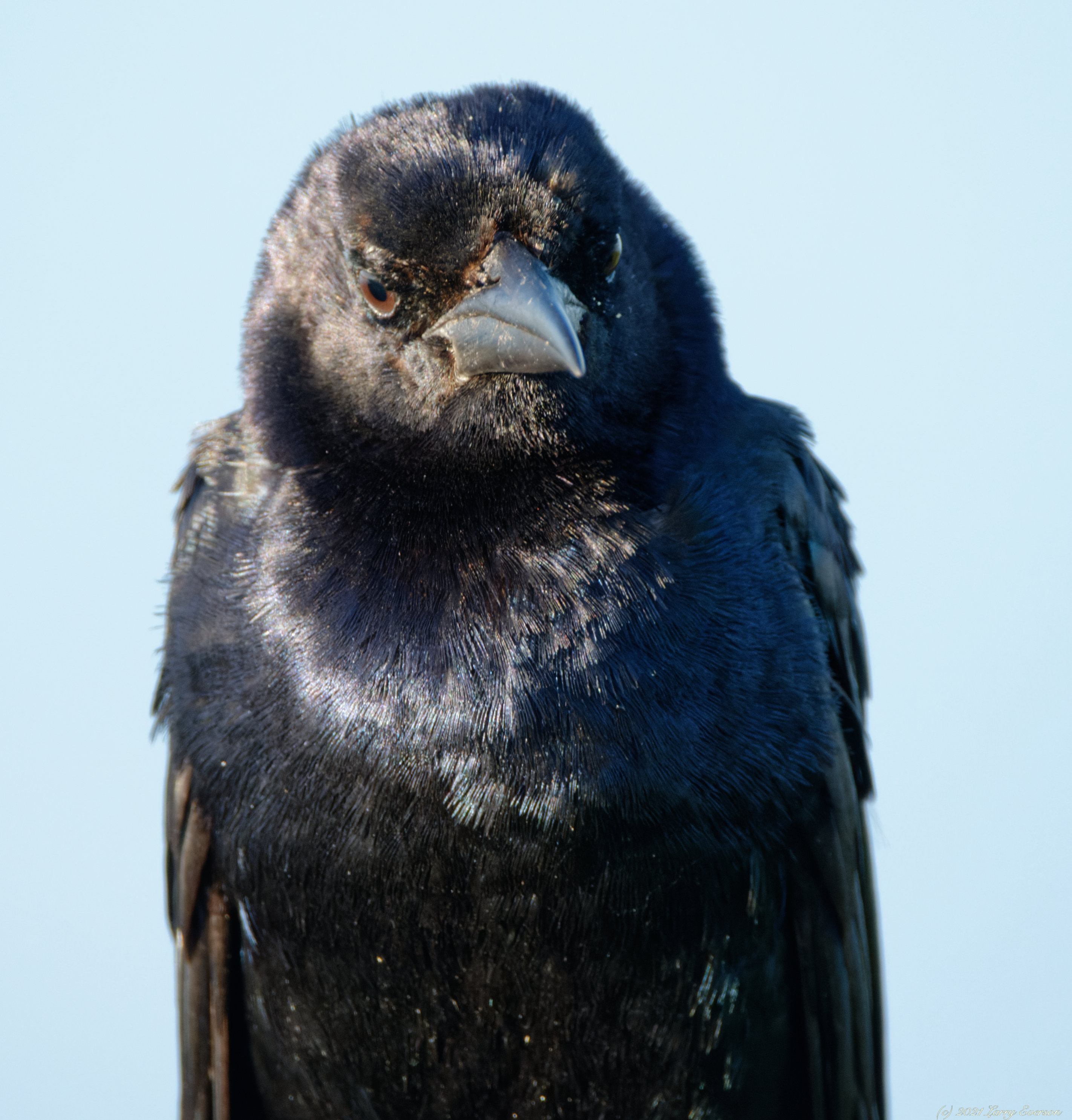 Common Crow