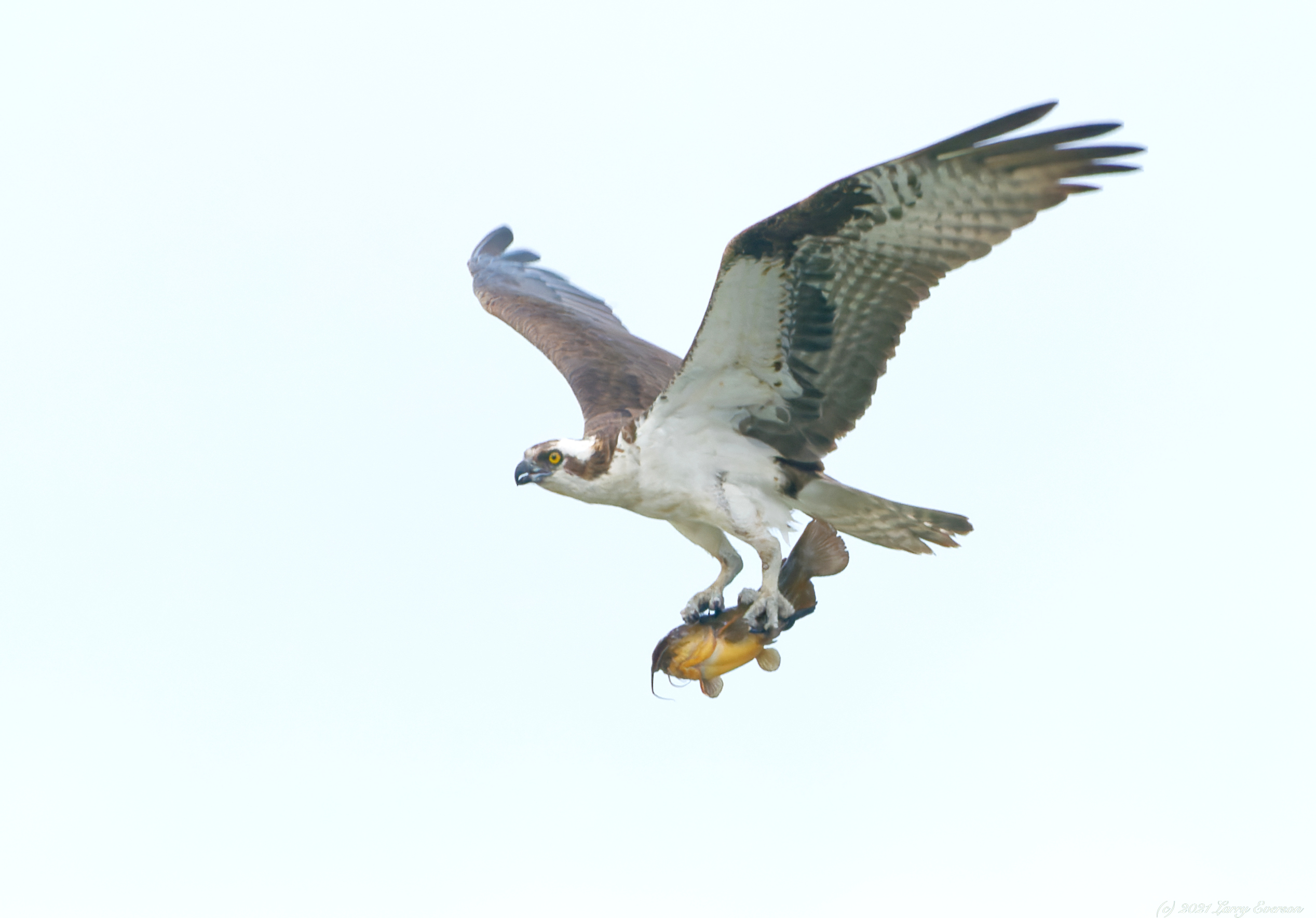 Osprey with fish